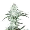 amnesia_seeds