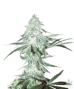 amnesia_seeds