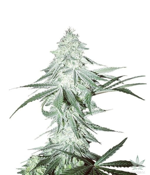 amnesia_seeds