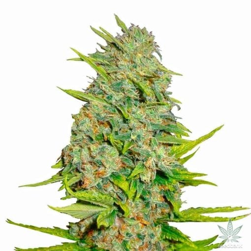 auto ak 47 seeds