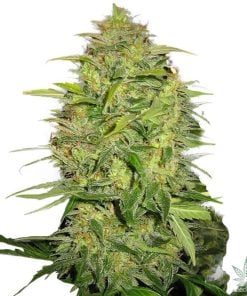 graines de skunk auto super citron