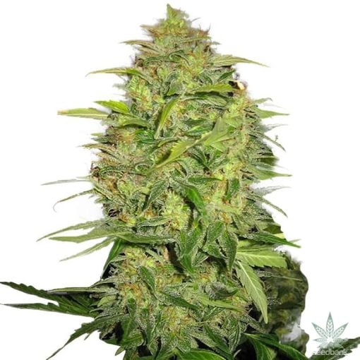 Auto-Super-Lemon-Skunk-Samen