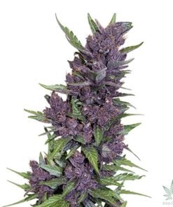 Variedad autofloreciente Purple Kush