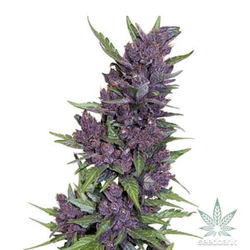 purple kush variedad autofloreciente