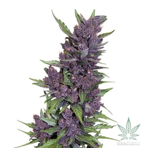 variété à autofloraison Purple Kush