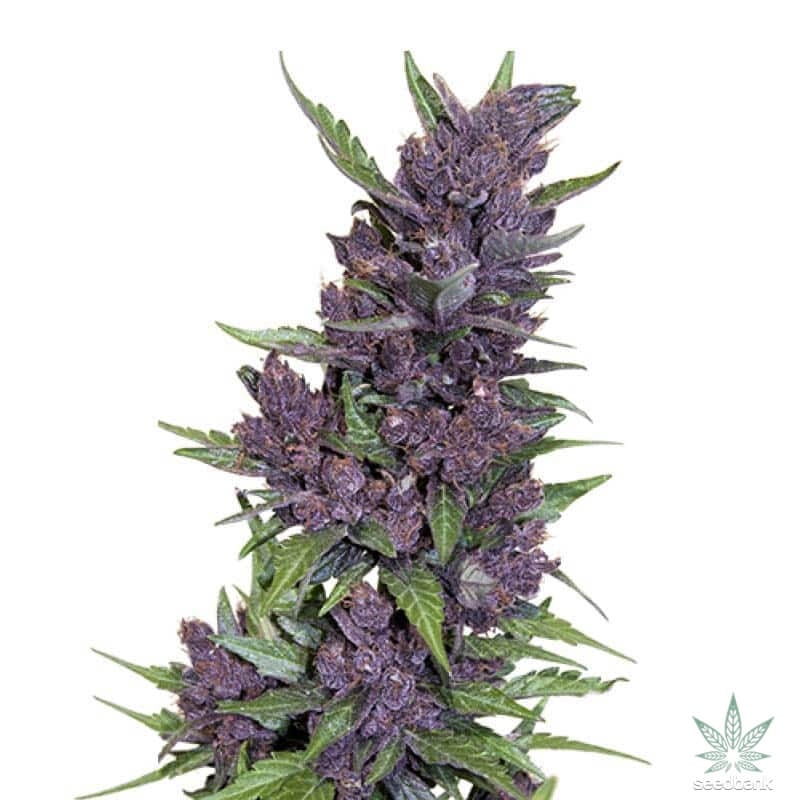 Purple Bud Feminizadas Autoflorecientes