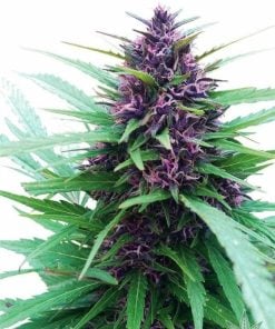 auto purple kush féminisée