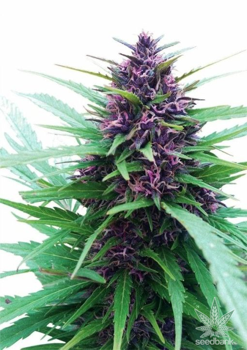 auto purple kush féminisée