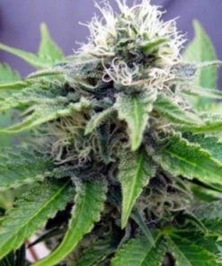 auto-cuarto-de-pounder-seeds-seed-king