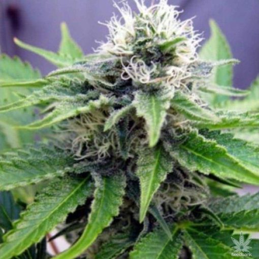 auto-quarter-pounder-seeds-seed-king