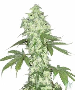 autoflowering-lowryder-seeds-feminized