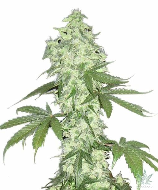 autoflowering-lowryder-seeds-feminisiert