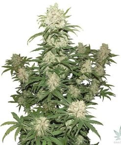 Feminized Blueberry seeds