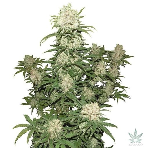 Feminized Blueberry seeds