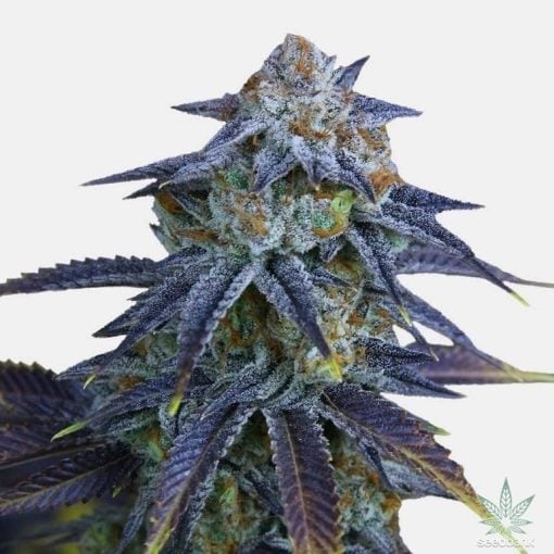 feminized bruce banner seeds