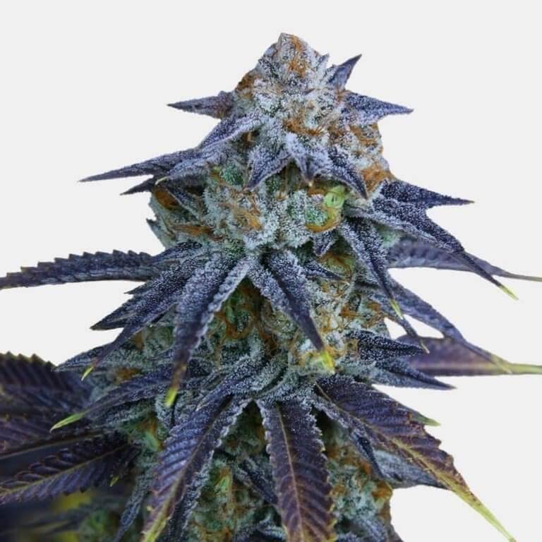 Bruce Banner Strain Feminized Bruce Banner Seeds