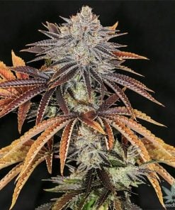 buy-alien-technology-seeds