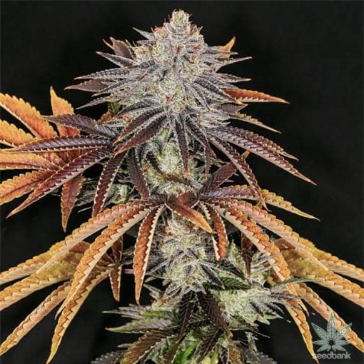 buy-alien-technology-seeds