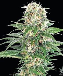 early skunk seeds usa