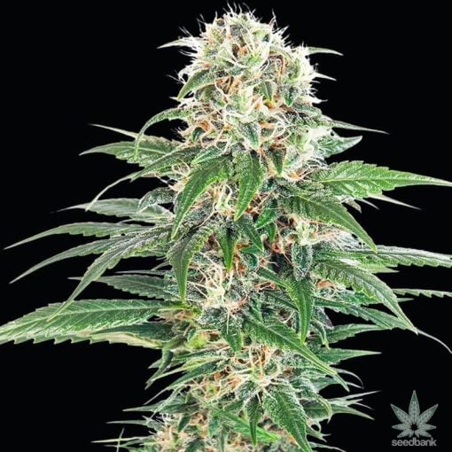 early skunk seeds usa