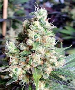 buy-feminized-nyc-diesel-seeds