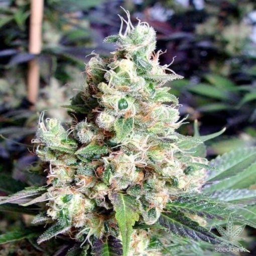 buy-feminized-nyc-diesel-seeds