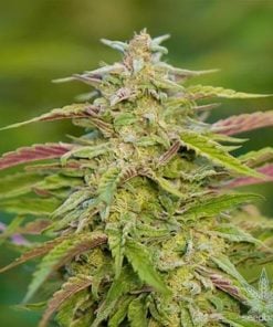 buy-feminized-trainwreck-seeds-online