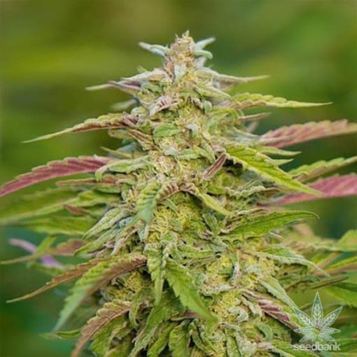 buy-feminized-trainwreck-seeds-online