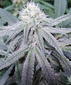 Kaufen Sie Gorilla Glue Seeds gg4 Stamm USA