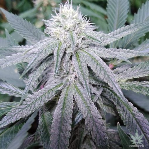 Kaufen Sie Gorilla Glue Seeds gg4 Stamm USA