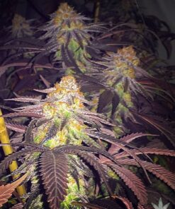 buy-grape-ape-seeds-grape-ape-strain-usa-1