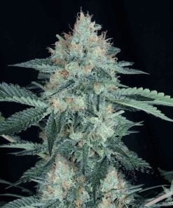 buy-great-white-shark-seeds-usa