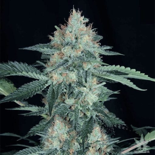 buy-great-white-shark-seeds-usa