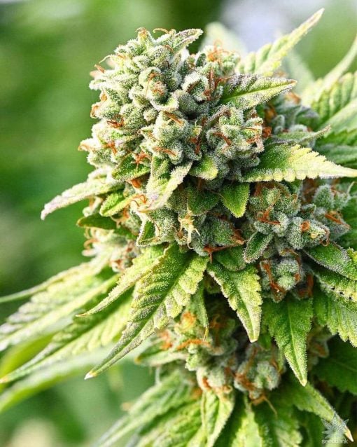 buy feminized koshoer kush seeds strain usa