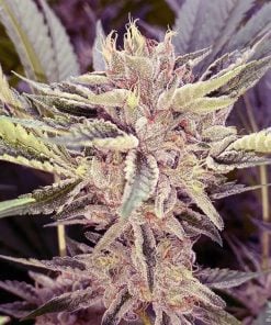 buy_feminized_platinum_cookies_seeds_platinum_scout_seed_kings_usa