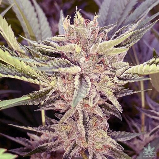 buy_feminized_platinum_cookies_seeds_platinum_scout_seed_kings_usa