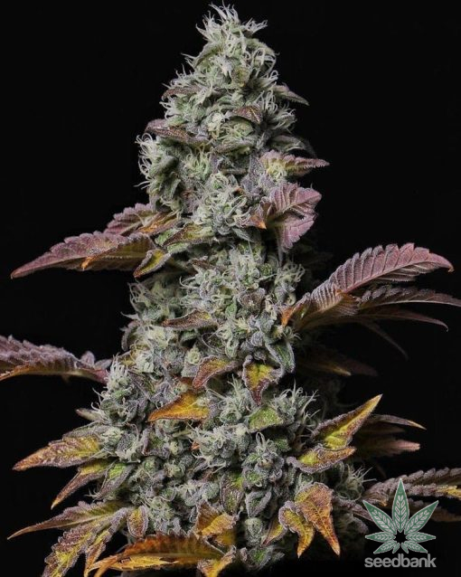 cemento_shoes_cannabis_seeds_for_sale_2
