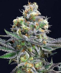 cemento_shoes_cannabis_seeds_for_sale_4