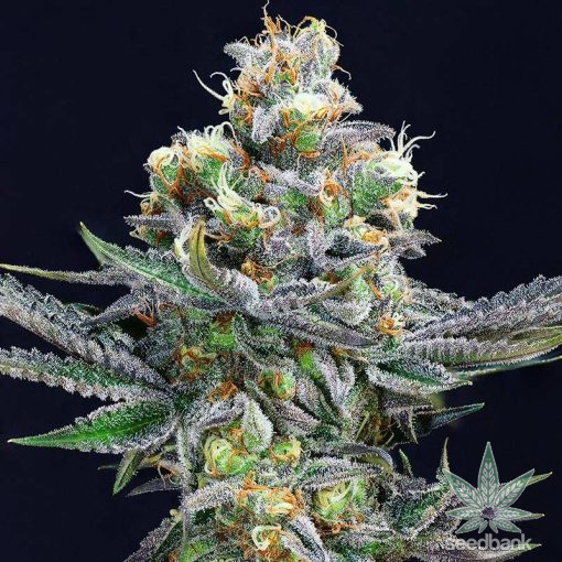 cemento_shoes_cannabis_seeds_for_sale_4