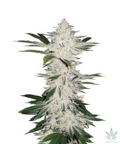 Chemdawg Cannabis Seeds - Marijuana Grow Shop