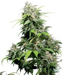 cinderella-99-seeds-cindy-99-c99