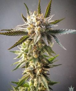 cindy-99-seeds-usa-cendrillon-99-seedking.com