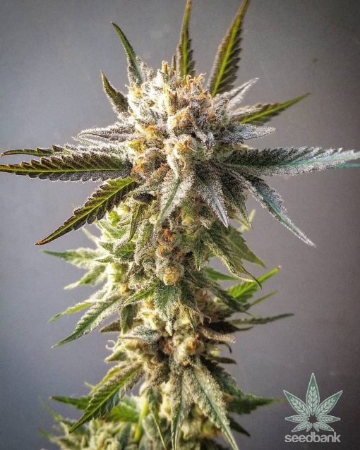 cindy-99-seeds-usa-cendrillon-99-seedking.com