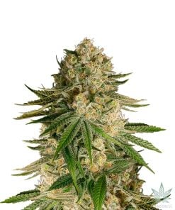 kritische-kush-seeds-seedking.com