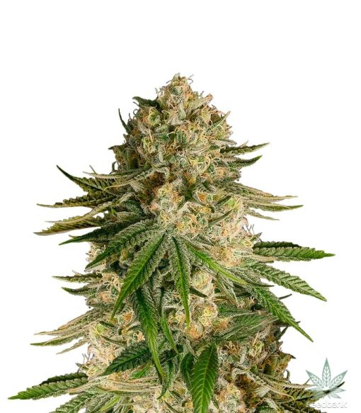 kritische-kush-seeds-seedking.com