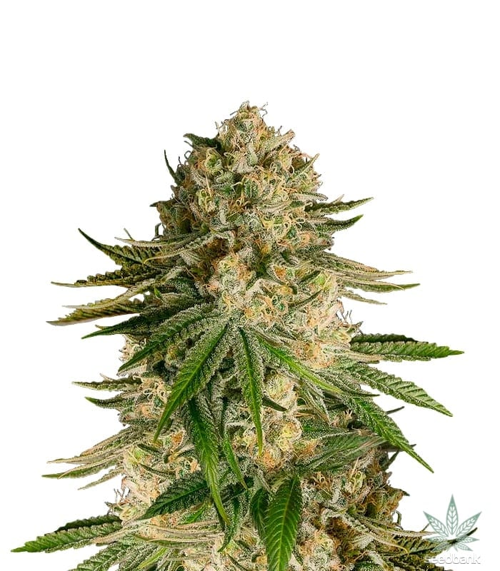 Critical Kush Auto Seeds | Critical Kush Strain Autoflower Cannabis Seeds