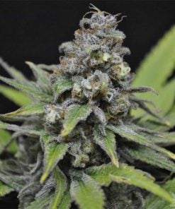 critical mass seeds autoflowering