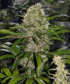 feminized critical mass seeds