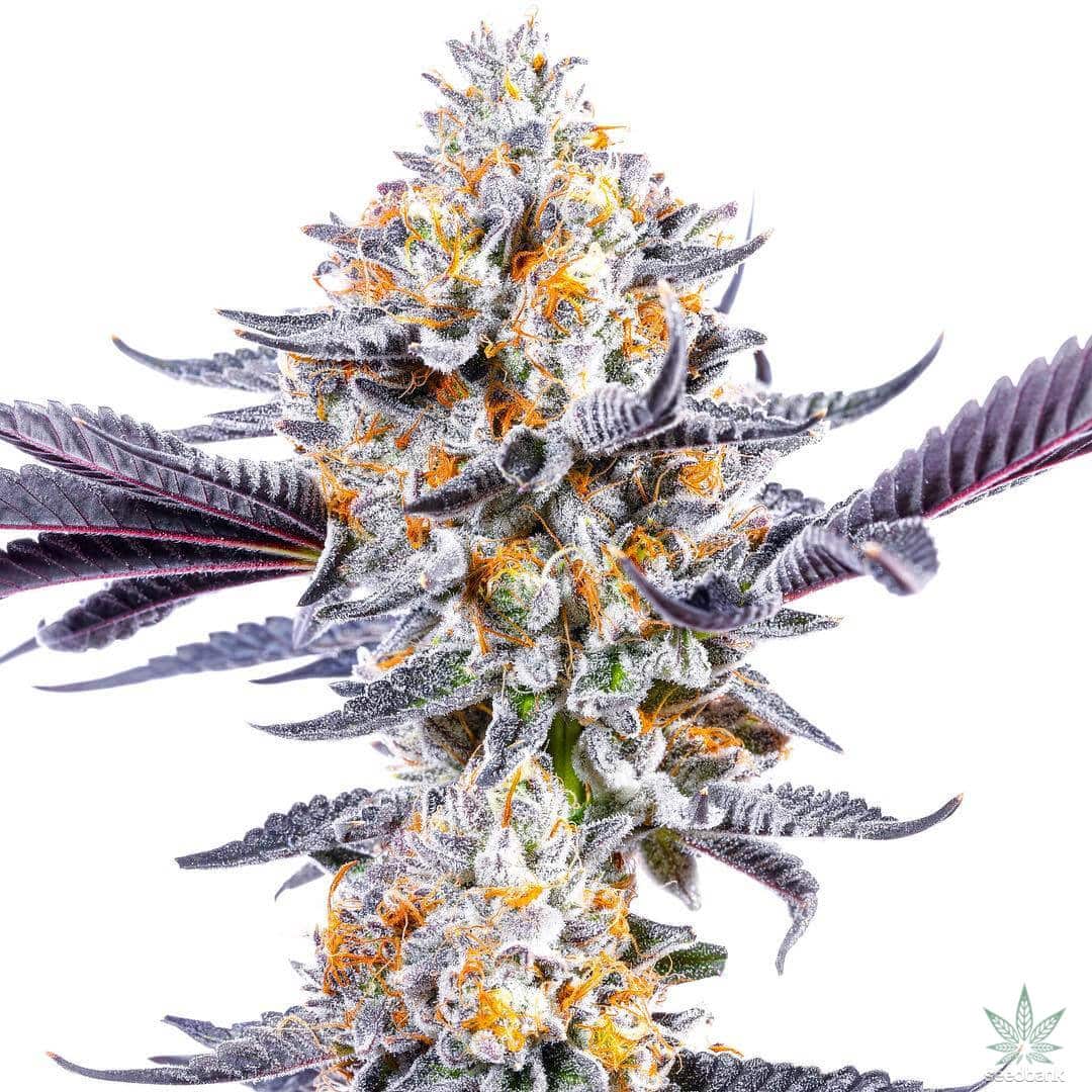 Do Si Dos Seeds | Feminized Do si dos Strain | Bank Dosido