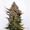 fem_original_skunk_1-seeds-seedking.com